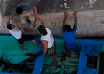 Milagro en Lázaro Cárdenas: hombre cae a zona de cocodrilos y vive para contarlo