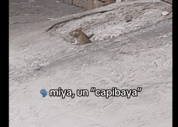 La inocencia de un niño convierte a una rata en sensación viral
