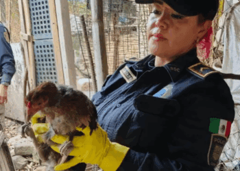 Clausuran predio con fauna maltratada en Álvaro Obregón, en la CDMX