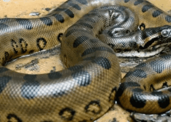 Misteriosa y letal: la anaconda, una fuerza de la naturaleza