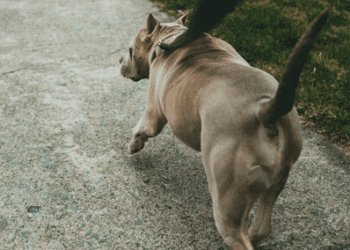 Multas en CDMX: lo que deberás pagar si tu perro agrede a una persona