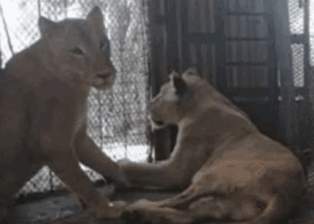 Autoridades rescatan a cuatro felinos maltratados en quinta de García, Nuevo León