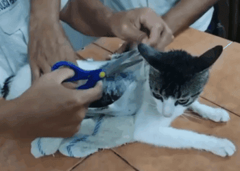 Un gato con droga en el cuerpo sorprende a custodios en penal de Costa Rica