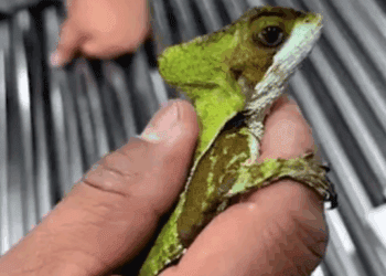 Detienen a traficante con 299 reptiles en el AICM; intentaba llevarlos a Japón