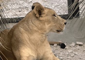 Animales del Santuario Ostok inician nueva vida en Mazatlán
