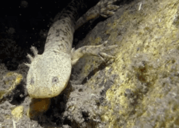 Invitan a recorrido para conocer ajolotes en su hábitat en CDMX