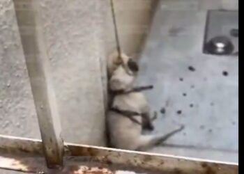 Indignación en Chalco por muerte de perrita pug; investigan posible maltrato