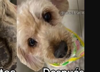 Rescatan a perro abandonado en azotea; le retiran 5 kilos de pelo y comienza su recuperación