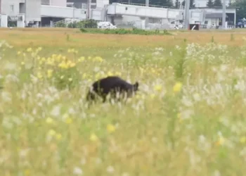 Oso interrumpe operaciones en aeropuerto de Yamagata