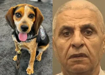 Pasajero agrede a perro policía en aeropuerto