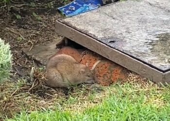 “Capibara chilango” en Bellas Artes