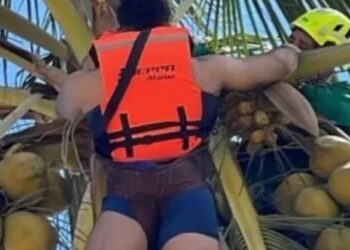 Paracaidista queda atrapado en palmera