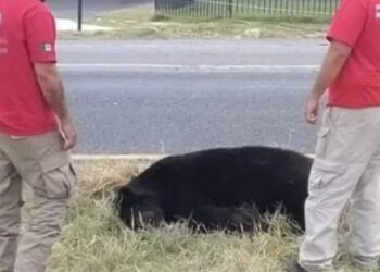 Atropellan a oso negro en Nuevo León