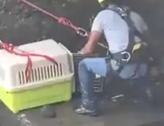 Rescatan a perrita atrapada bajo puente