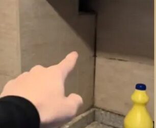 Comadreja irrumpe en una cocina y se vuelve viral