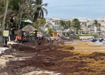 UNAM estima 40 % más sargazo para 2025 en el Caribe