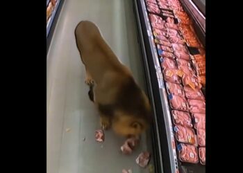 ¿Real o generado por IA? León aparece en supermercado de Sudáfrica