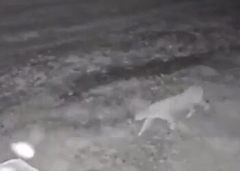 Puma sorprende al recorrer calles de Santiago, NL; autoridades piden precaución