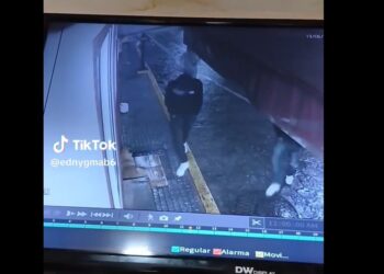 Graban a hombre golpeando a perrito con botella en Querétaro; redes exigen justicia