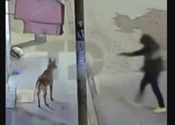 Detienen a hombre por matar a balazos a un perro en Ecatepec