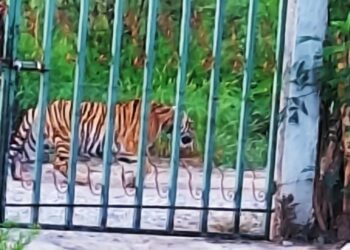 Alertan por tigre suelto en Salinas Victoria; autoridades buscan al felino