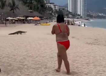 Cocodrilo sorprende a visitantes en playa de Puerto Vallarta