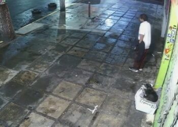 De la calle a un hogar: Perro pierde su cobija, pero gana una familia