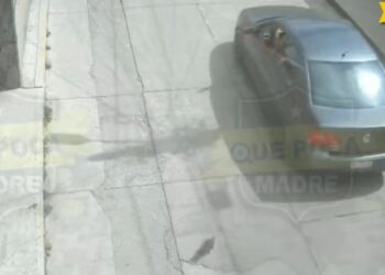 Abandonan gatito desde un Jetta gris en Almoloya