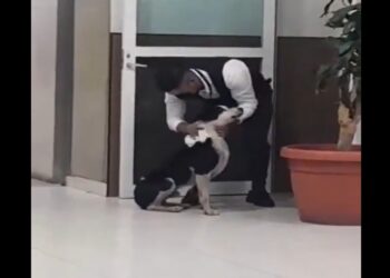 Gesto solidario en Hidalgo: Guardia brinda refugio y cuidados a perro callejero durante tormenta