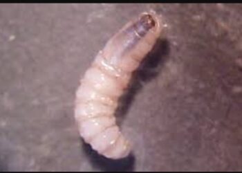 Detectan más casos de gusano barrenador en ganado del Istmo de Oaxaca