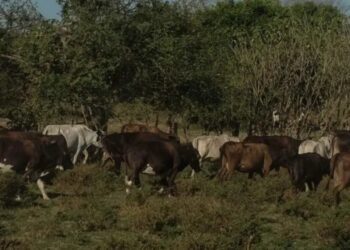 EU reabre frontera al ganado mexicano tras control sanitario