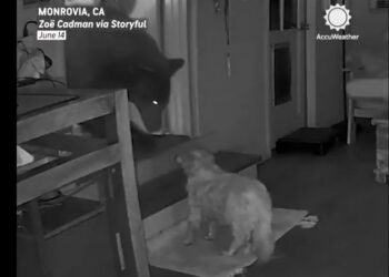 Perrito de 17 años enfrenta a un oso para salvar a su dueña en California