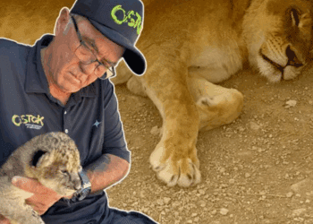 Leona rescatada de la violencia da a luz en santuario de Mazatlán