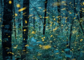 Temporada de luciérnagas 2025: dónde y cuándo vivir el espectáculo natural en México