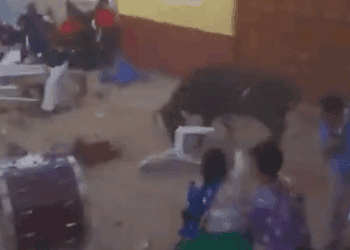 Toro escapa en fiesta patronal en Perú y deja 30 heridos