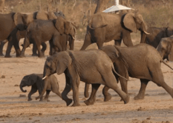 Zimbabue autoriza sacrificio de elefantes y repartirá su carne entre comunidades locales