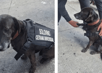 Policías del CETRAM Universidad adoptan a perrito abandonado