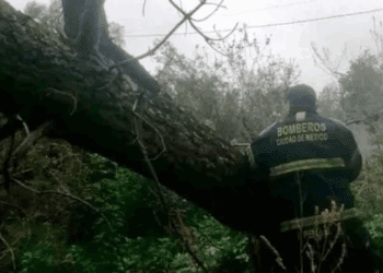 Intensas lluvias provocan caída de árboles en varias alcaldías de CDMX