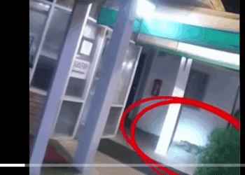 Caimán causa alarma en habitación de hotel en Virginia