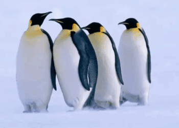 Pingüino emperador pierde más de una quinta parte de su población por el cambio climático