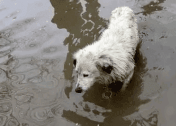 Pequeñas acciones que salvan vidas: ayuda a perros callejeros en época de lluvias