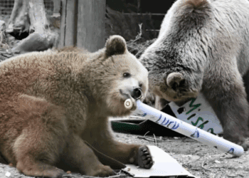 Dos osos escapan en zoológico británico y hallan su tesoro en una bodega de miel