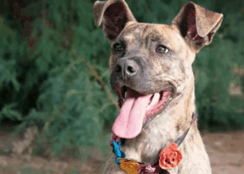 ¿Cuánto vive un perro mestizo? Factores que influyen en su esperanza de vida