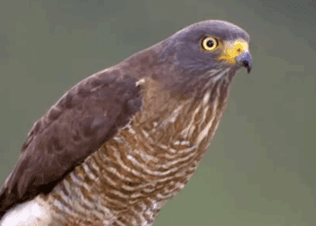 Alerta ambiental por gusano barrenador en vida silvestre