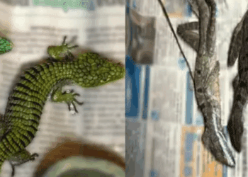 Procesado por extraer ilegalmente 299 reptiles exóticos