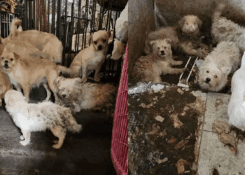 Rescatan a 80 perros hacinados en una casa en Brooklyn