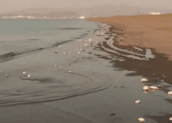 Marea roja deja miles de peces muertos en La Paz