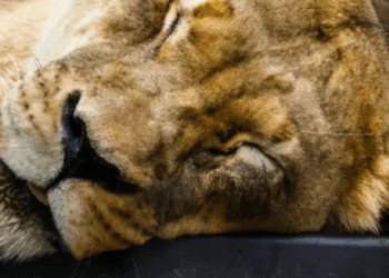 Muere empresario tras ataque de leona en safari, el felino fue sacrificado