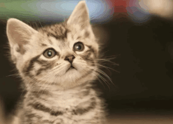 El curioso origen de “michi”, el apodo viral de los gatos