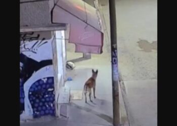 Ingresa a penal exagente acusado de matar a perro en Ecatepec